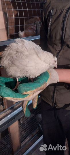 Перепела белый гигант