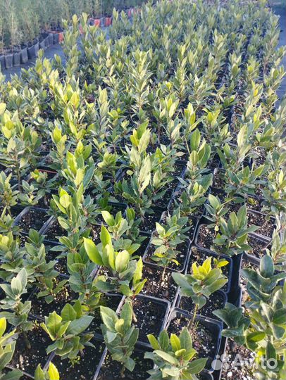 Саженцы лаврового листа Лавр благородный