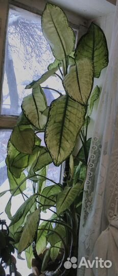 Диффенбахия