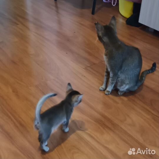 Абиссинская кошка