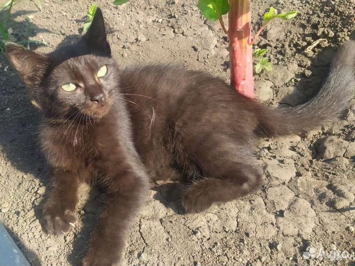 Котик в добрые руки