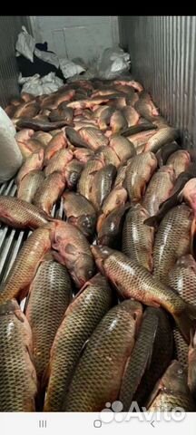 Свежая рыба оптом