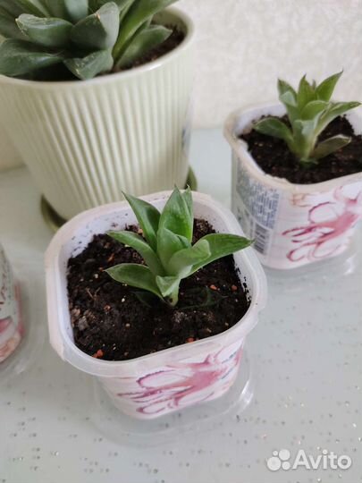 Хавортия ладьевидная