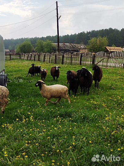 Продам овец и ягнят