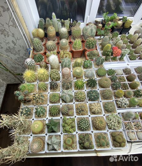 Кактусы коллекция цветущие редкие почтой