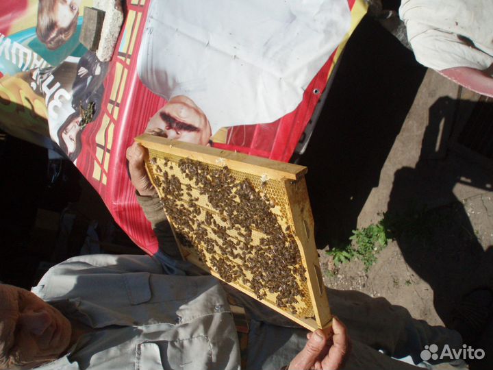 Продам пчёл