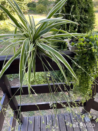 Вербейник монетчатый ампельный и хлорофитум