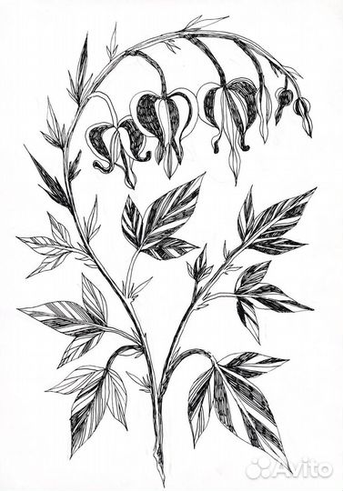 Зарисовки растений