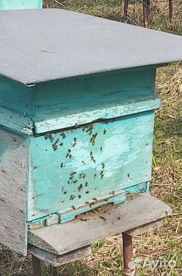 Пасека, пчелы, улей