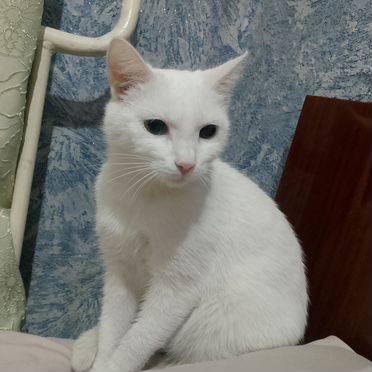 Эльф, взрослая кошка