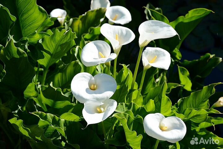 Цветы каллы