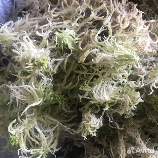 Мох сфагнум живой и сухой