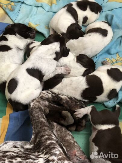 Щенки курцхаара