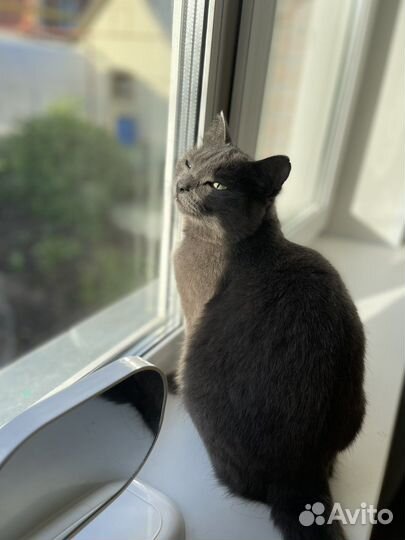 Кошка Буся