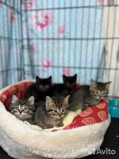 Котята ищут дом