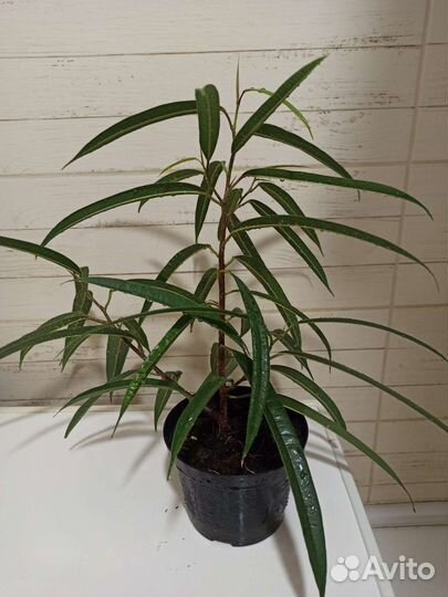 Фикус Али (биннендийка)