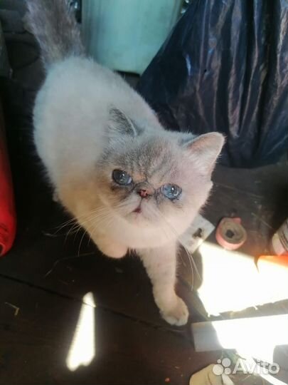 Экзотическая кошка