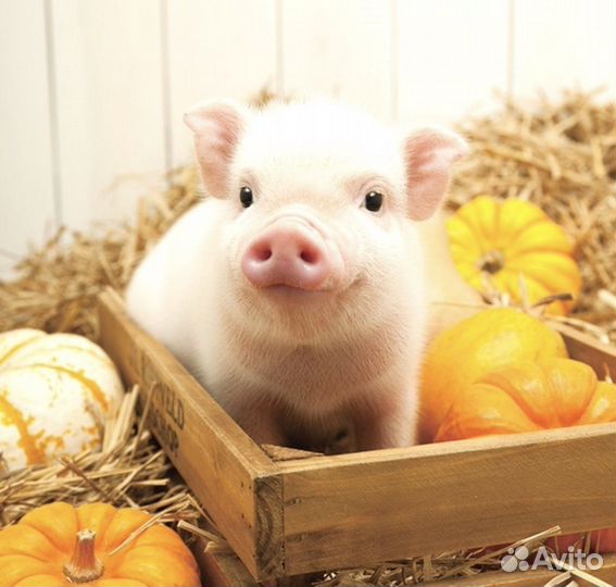 Скотник на свинокомплекс проживание питание вахта