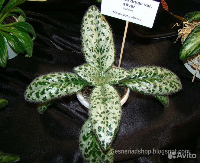 Хириты серебряные листья