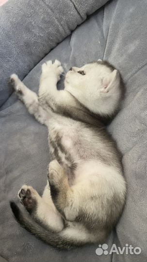 Котята шотландцы