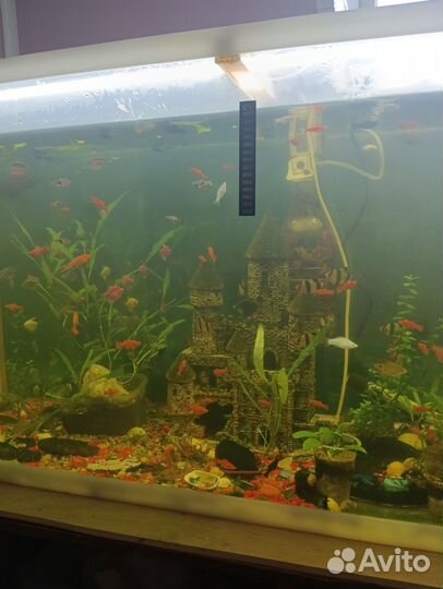 Аквариум