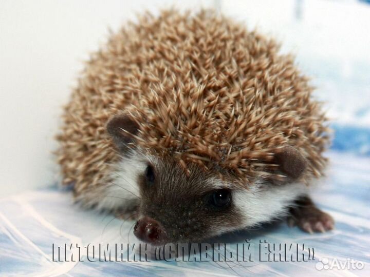Африканские ежики. Доставка по России