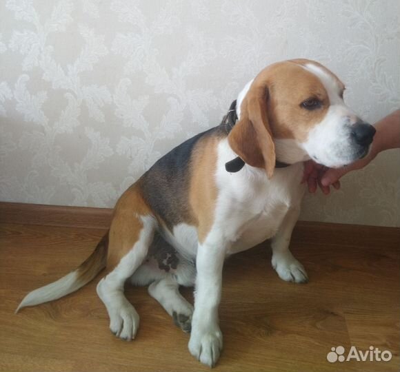 Вязка кобель бигль