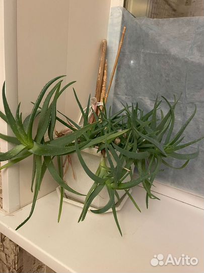 Алоэ вера лечебный 6 лет основному растению