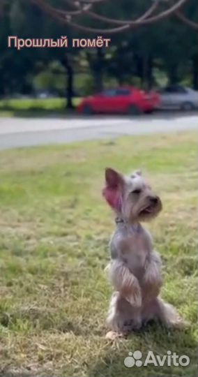 Йоркширский терьер