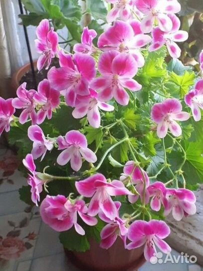 Пеларгония ангел