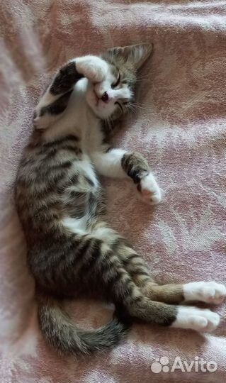 Ласковый котенок в добрые руки