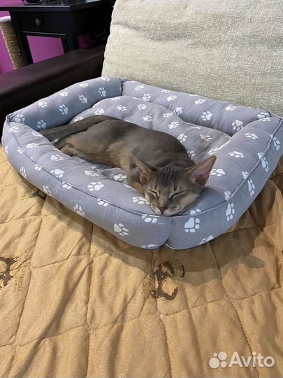 Абиссинский кот