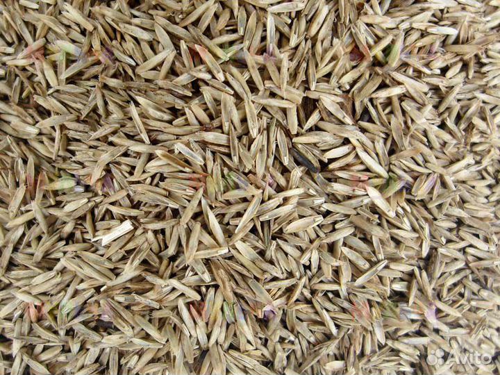 Семена трав