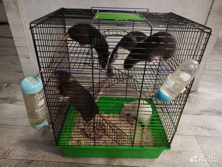 Крыски дамбо