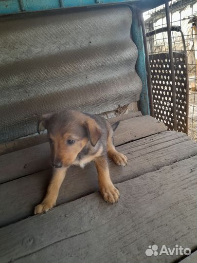 Щенок в добрые руки бесплатно маленькая порода