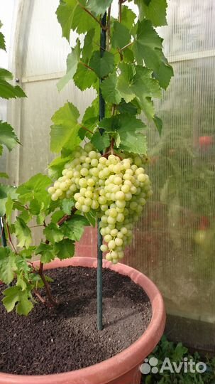 Саженцы столового винограда трехлетние