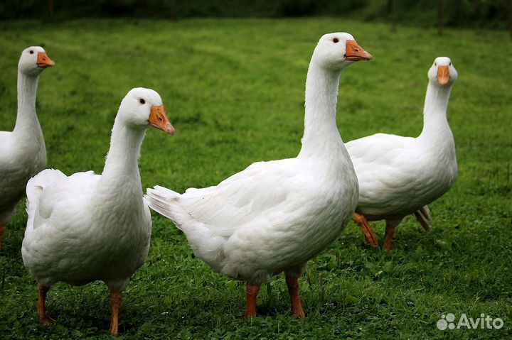 Мясо гусей и индоуток