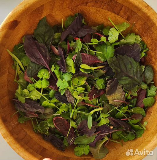 Микрозелень