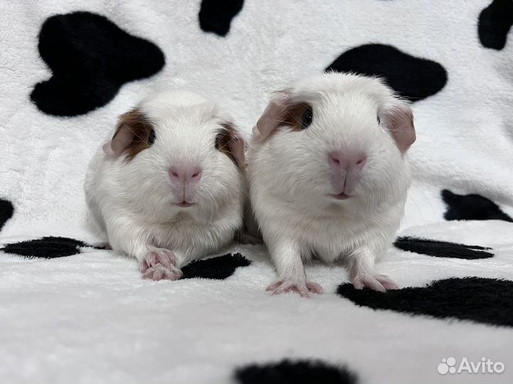 Морские свинки крестед кокетки