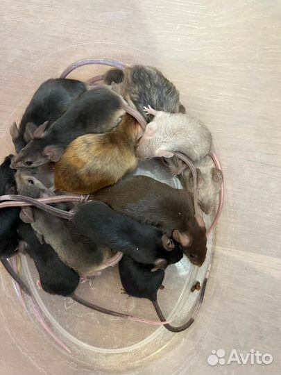 Декоративные мыши