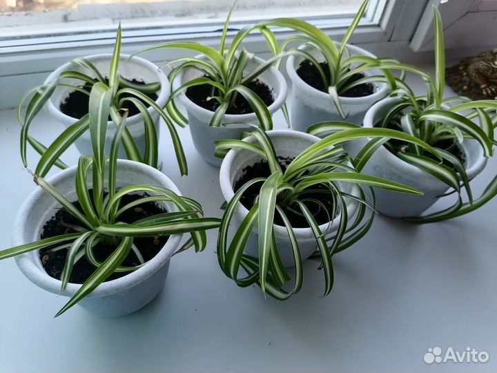 Хлорофитум