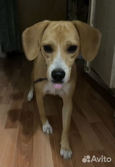 Собака в добрые руки