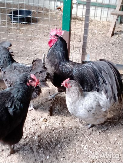 Домашние куриные яйца