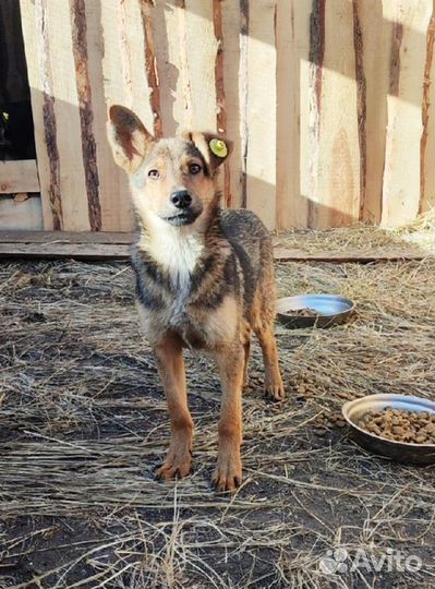 Щенок-подросток мальчик красив, умен
