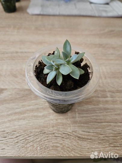 Суккуленты