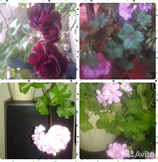 Пеларгония герань