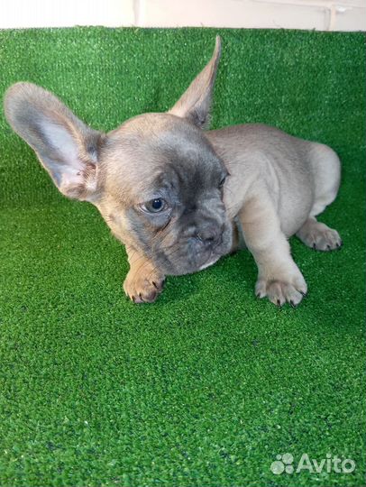 Французский бульдог щенки голубые, голубопалевые