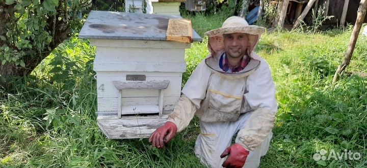 Пчелы+ Улей