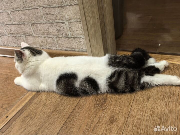 Котик