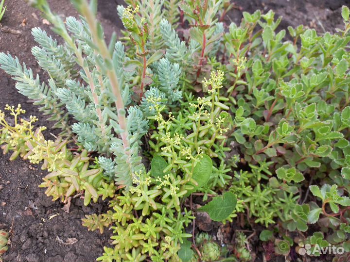 Пион узколистный,молодило, суккуленты